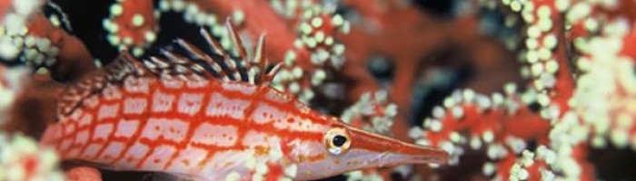 Ausflug Tauchen & Schnorcheln Ile des Pins - Fische - Neukaledonien