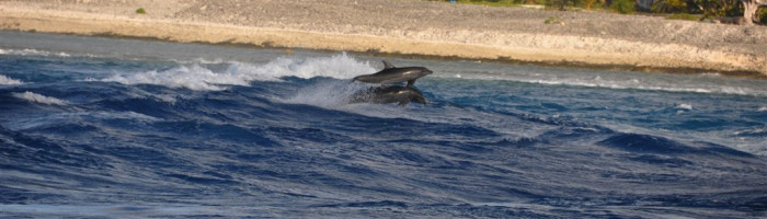 Ausflug Schnorcheln am Tiputa Pass - Lagune Rangiroa - Tahiti