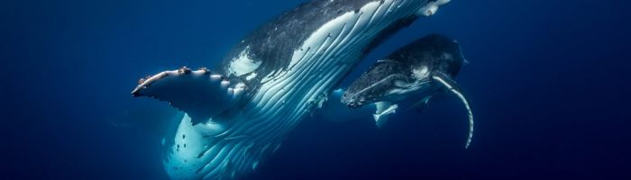 Tonga Schwimmen mit Walen - Wal - Tonga