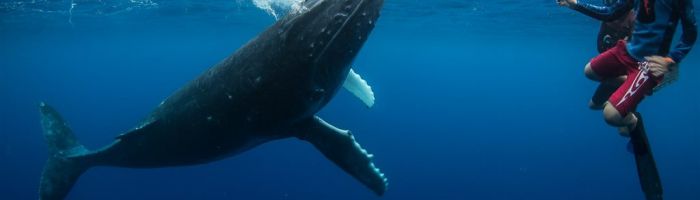Tonga Schwimmen mit Walen - Wal - Tonga