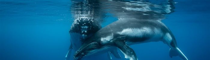 Tonga Schwimmen mit Walen - Wal - Tonga