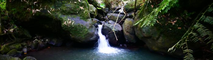 Ausflug Moorea - Afareaitu Wasserfall - Französisch Polynesien