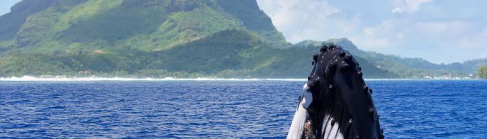 Ausflug Walbeobachtung Bora Bora - Wale - Tahiti