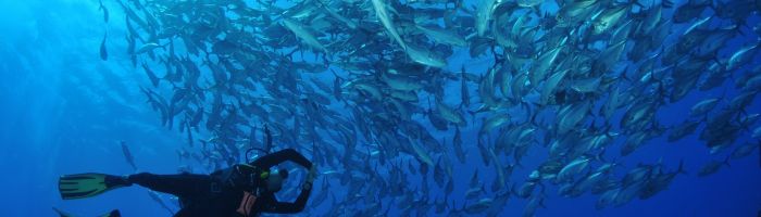 Tauchen Tahiti - Taucher unter Fischschwarm - Tahiti