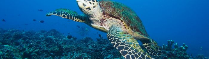 Tauchen Tahiti - Meeresschildkröte - Tahiti