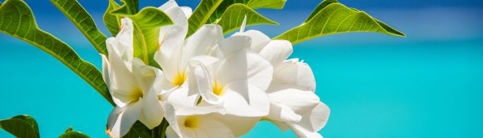 Huahine - Frangipani - Tahiti