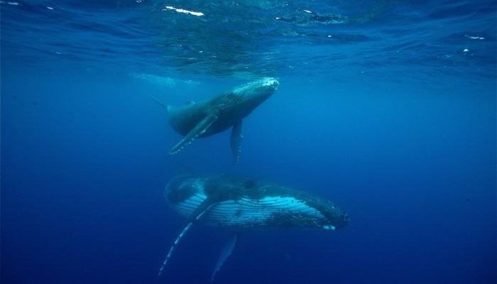 Ausflug Walbeobachtung Tahiti - Westküste - Tahiti