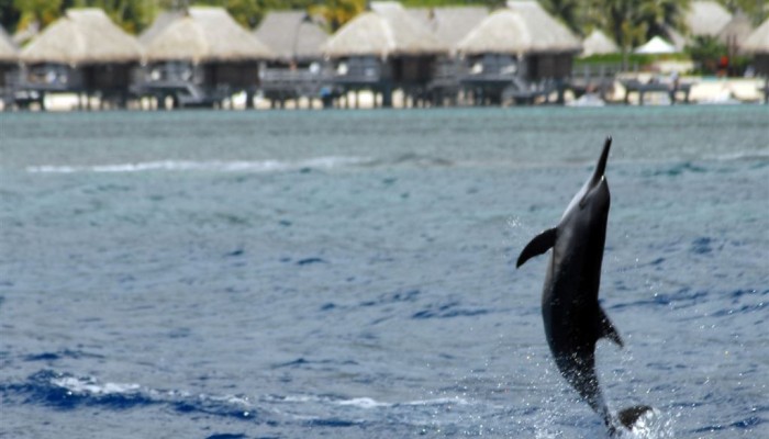 Ausflug Beobachtung von Delfinen und Walen Moorea - Delfin - Tahiti