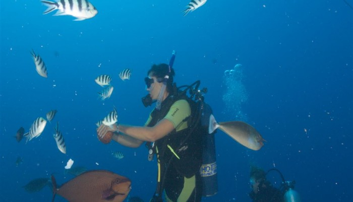 Tauchen Bubbles Below Aitutaki - Taucher - Cook Inseln