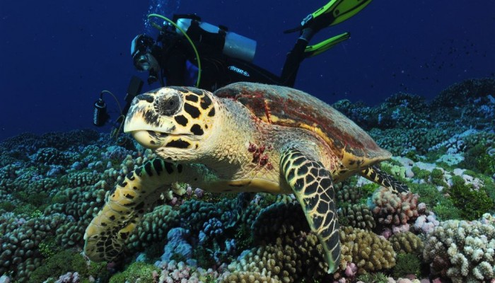 Tauchen Tahiti - Schildkröte - Tahiti