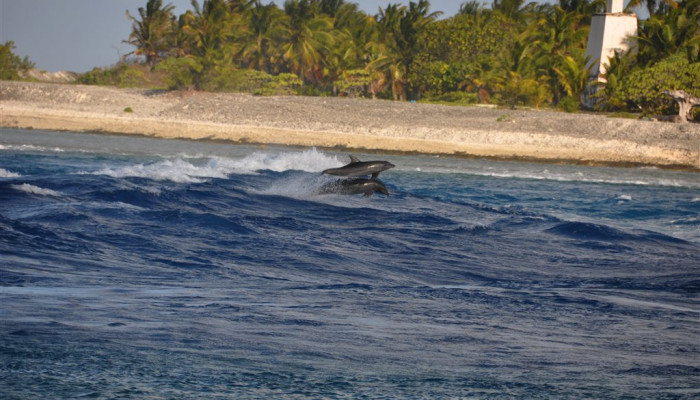 Ausflug Schnorcheln am Tiputa Pass - Lagune Rangiroa - Tahiti