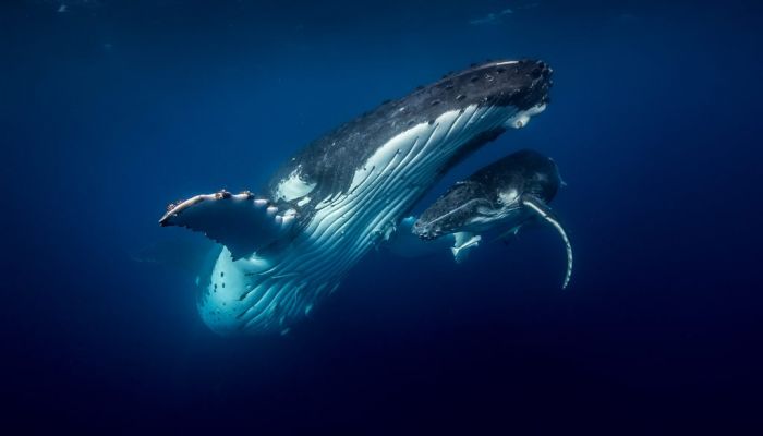 Tonga Schwimmen mit Walen - Wal - Tonga