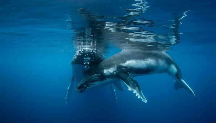 Tonga Schwimmen mit Walen - Wal - Tonga