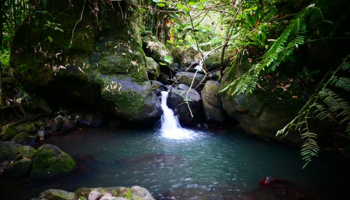 Ausflug Moorea - Afareaitu Wasserfall - Französisch Polynesien