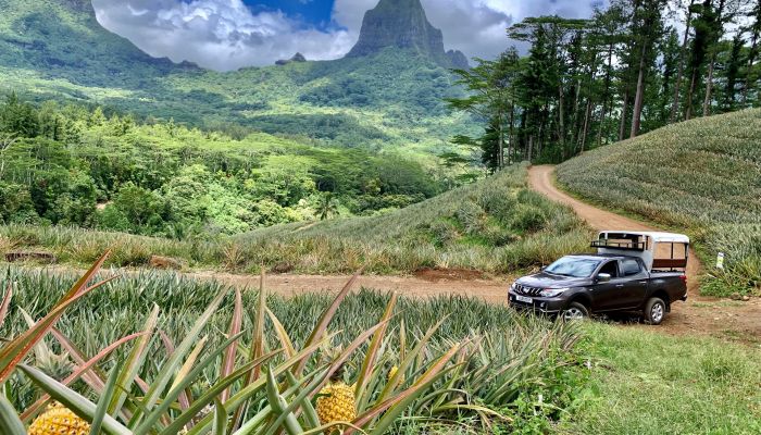 Moorea Ausflug Natur Kultur - Ananasplantage - Tahiti