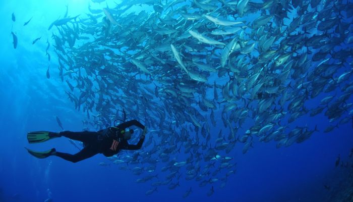 Tauchen Tahiti - Taucher unter Fischschwarm - Tahiti
