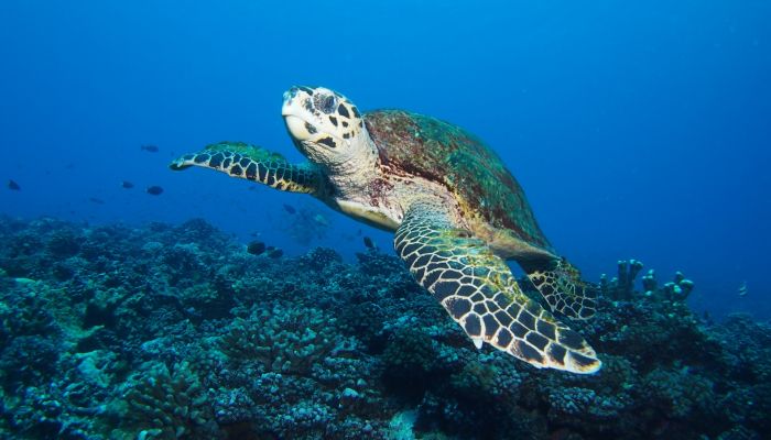 Tauchen Tahiti - Meeresschildkröte - Tahiti